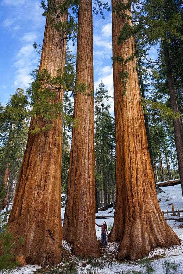 Sequioa Trees- one of America's most famous natural landmarks